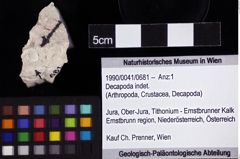 Foto (Objket + Etiketten) von Decapoda indet. 